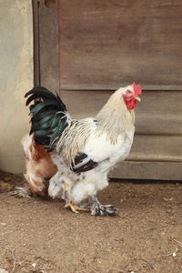 View of rooster on floor