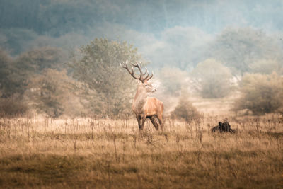 Horses in a field