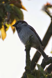 Close-up of bird perching on tree