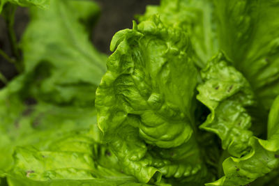 Close-up of cabbage