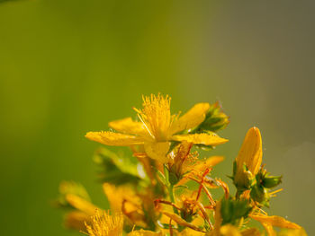 Close-up of yellow flower