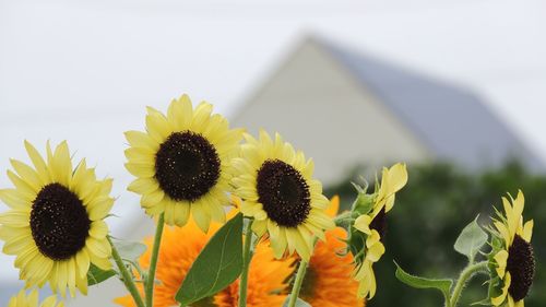 Close-up of sunflower on plant against sky