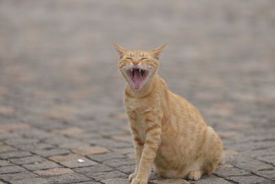 Close-up of cat yawning outdoors