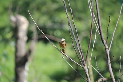 Bird on tree branch