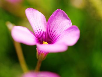 Close-up of pink flower blooming outdoors