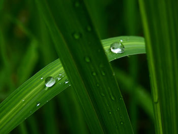 Close-up of water drops on blade of grass