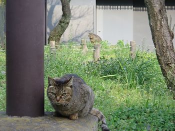 Portrait of cat