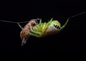 Close-up of insect over black background