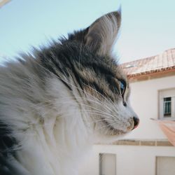 Close-up of cat against clear sky