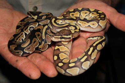 Close-up of human hand holding snake