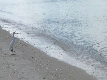 View of seagulls on beach