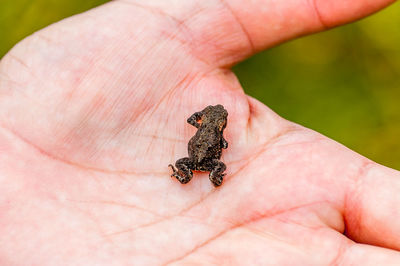 Close-up cropped hand with frog