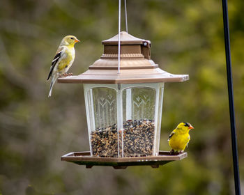 Bird perching on a feeder