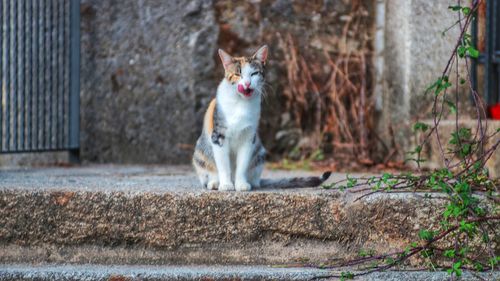 Portrait of cat sitting outdoors