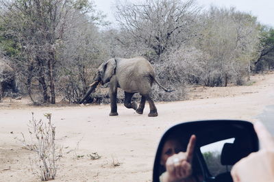 Reflection of woman pointing african elephant on side-view mirror