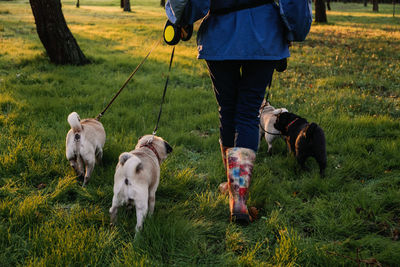 Dog walking. professional dog walker walking dogs in autumn sunset park. walking the pack array 