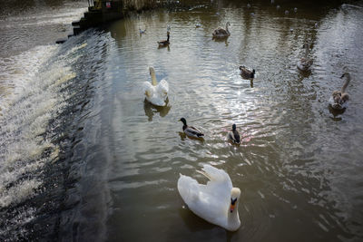 High angle view of swans swimming in lake