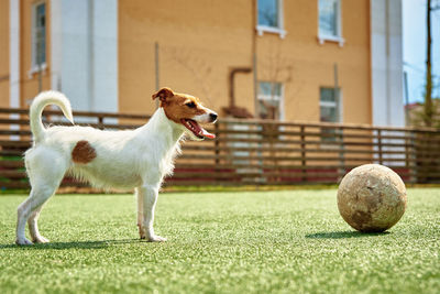 Dog play with football ball on green grass