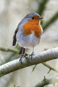 Close-up of bird perching on branch