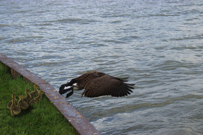 Ducks on lake