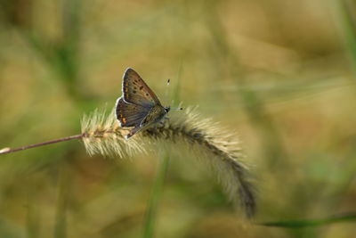 Close-up of butterfly on leaf