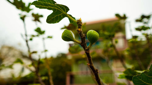 Close-up of fruit growing on tree against sky