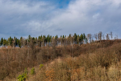 Trees on field against sky
