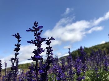 Close-up of purple flowering plants on field against sky