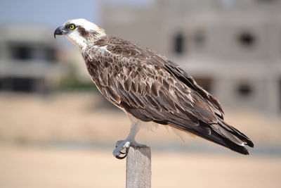 Close-up of bird perching outdoors