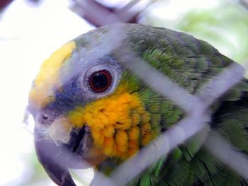 Close-up of parrot