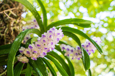 Close-up of purple flowering plant