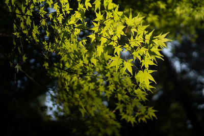 Low angle view of leaves on tree