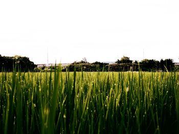 Scenic view of agricultural field against clear sky