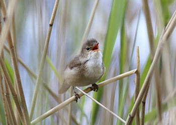 Close-up of a bird perching on grass