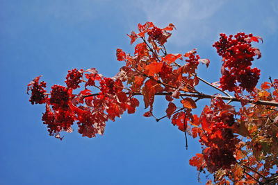 Low angle view of red tree against clear blue sky