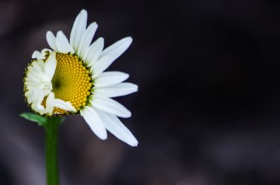 Close-up of white flower growing outdoors