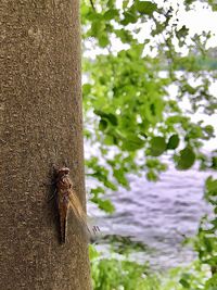 Close-up of insect on tree trunk