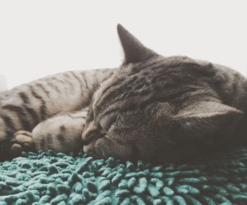 Close-up of cat sleeping