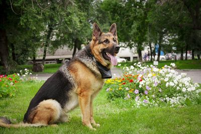 Close-up of dog in park