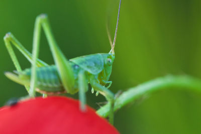 Close-up of insect on leaf