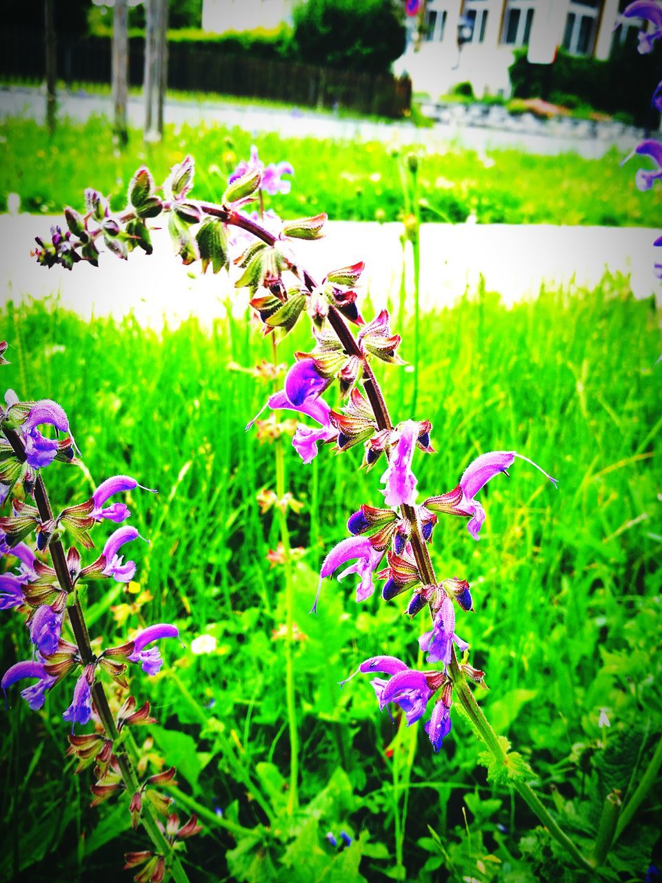 flower, purple, freshness, growth, fragility, plant, beauty in nature, nature, blooming, focus on foreground, green color, field, stem, in bloom, leaf, petal, flower head, close-up, wildflower, botany