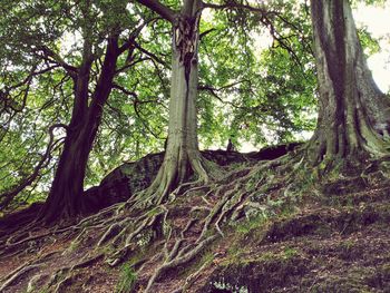 Low angle view of trees in forest