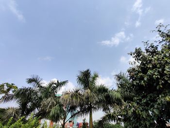 Low angle view of coconut palm trees against sky