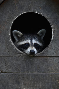 Raccoon looking through pen window at zoo