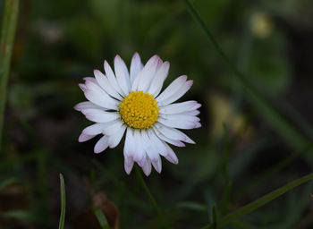 Close-up of white daisy flower