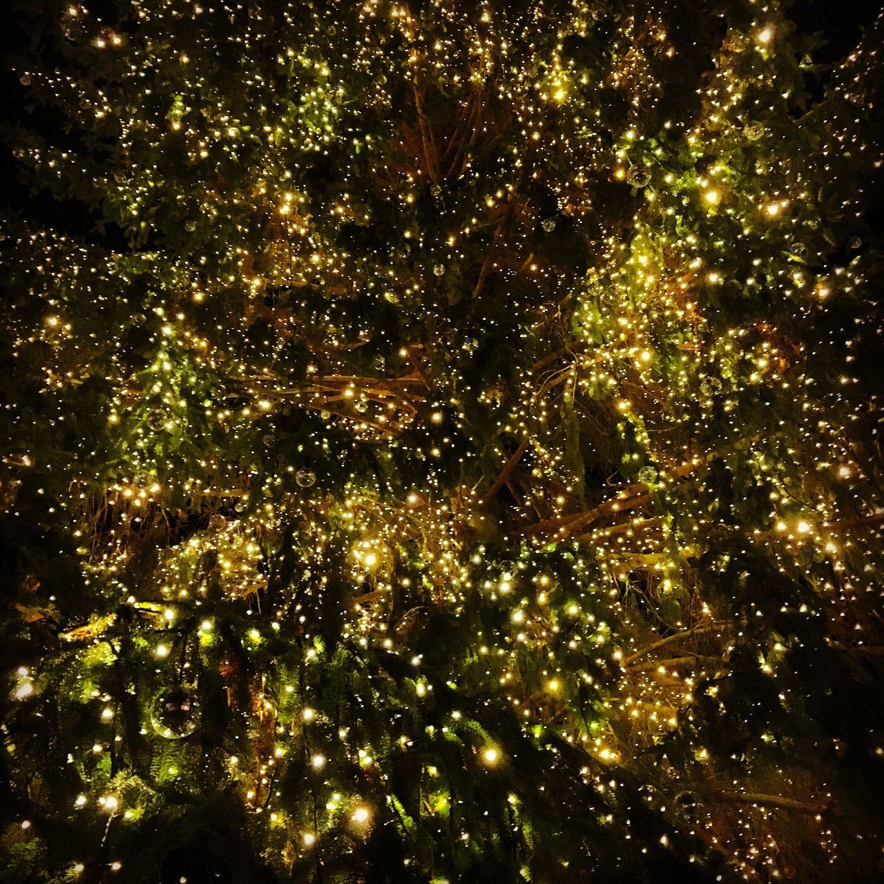 ILLUMINATED CHRISTMAS TREE IN NIGHT