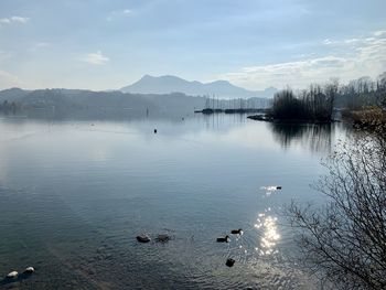 View of birds swimming in lake