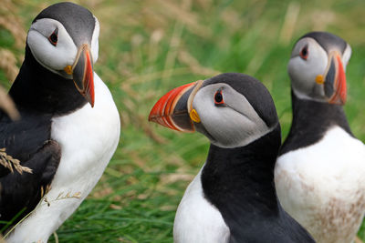 Puffins in mykines