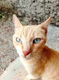 pet