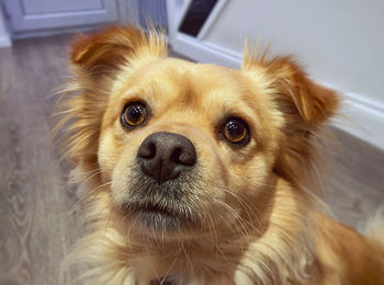 Close-up portrait of a dog